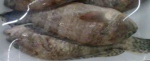 Errado: peixe de cores desbotadas, sem vida